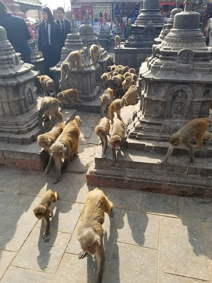 Monkeys at monkey temple